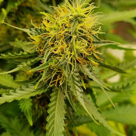 Do-Si-Dos Auto growlog photo: Umzug ins zelt