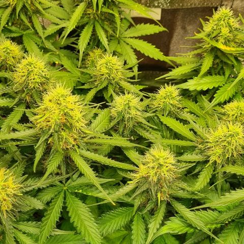 Do-Si-Dos Auto growlog photo: Umzug ins zelt