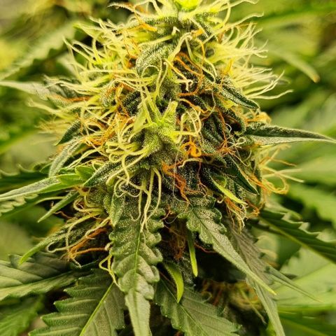 Do-Si-Dos Auto growlog timeline photo