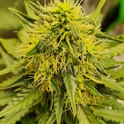 Do-Si-Dos Auto growlog timeline photo