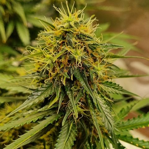 Do-Si-Dos Auto growlog timeline photo