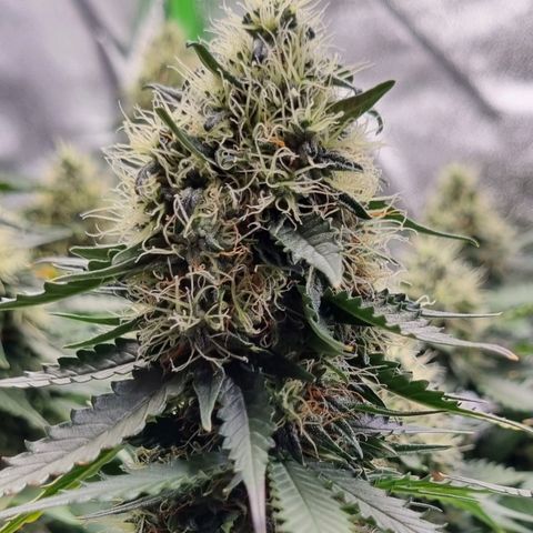 Do-Si-Dos Auto growlog timeline photo