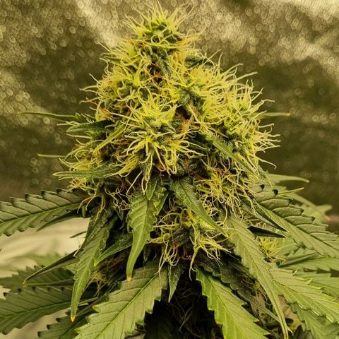 Do-Si-Dos Auto growlog timeline photo