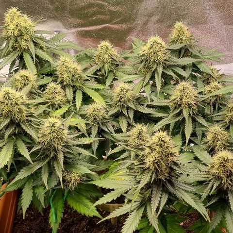 Do-Si-Dos Auto growlog timeline photo