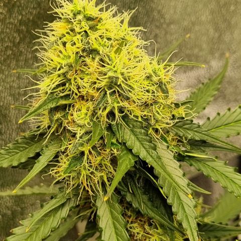 Do-Si-Dos Auto growlog timeline photo