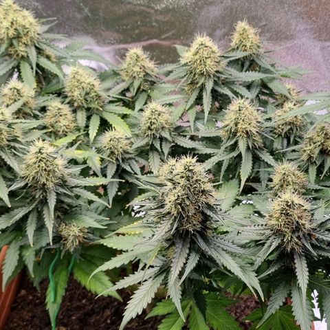 Do-Si-Dos Auto growlog timeline photo