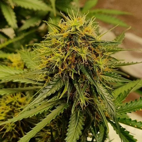 Do-Si-Dos Auto growlog timeline photo