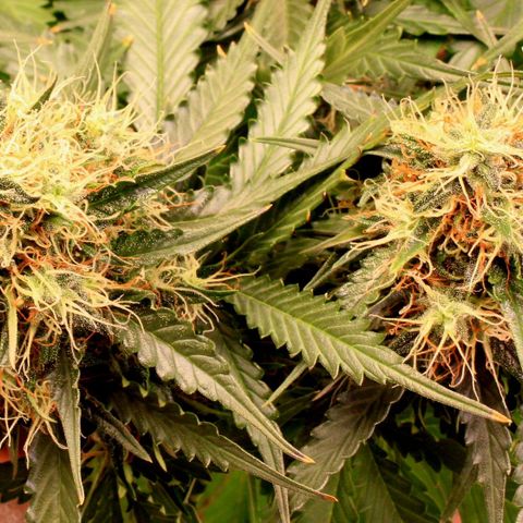 Do-Si-Dos Auto growlog photo: Last flower-week?
