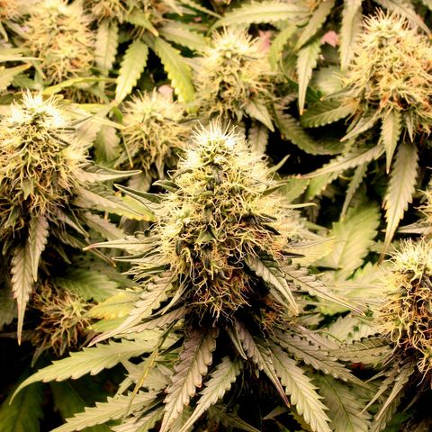 Do-Si-Dos Auto growlog photo: Last flower-week?