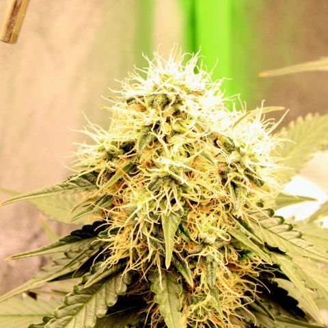 Do-Si-Dos Auto growlog photo: Last flower-week?