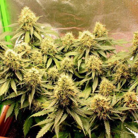 Do-Si-Dos Auto growlog photo: Last flower-week?