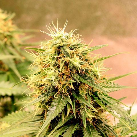 Do-Si-Dos Auto growlog photo: Last flower-week?