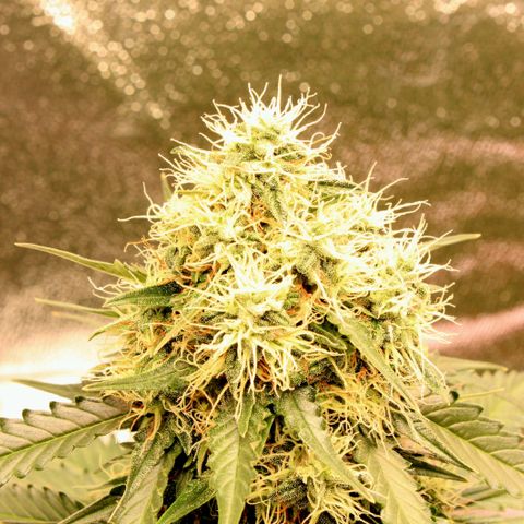 Do-Si-Dos Auto growlog photo: Last flower-week?