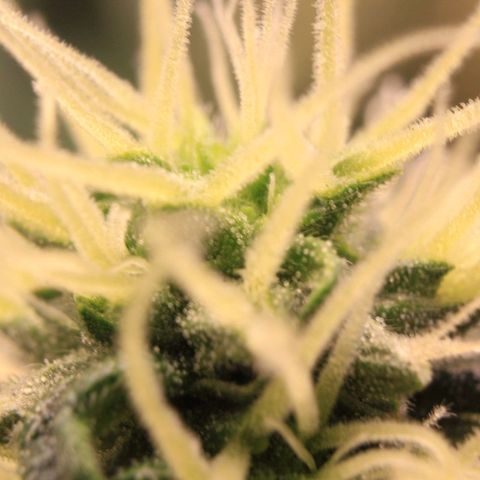 Do-Si-Dos Auto growlog photo: Trichome Show 1