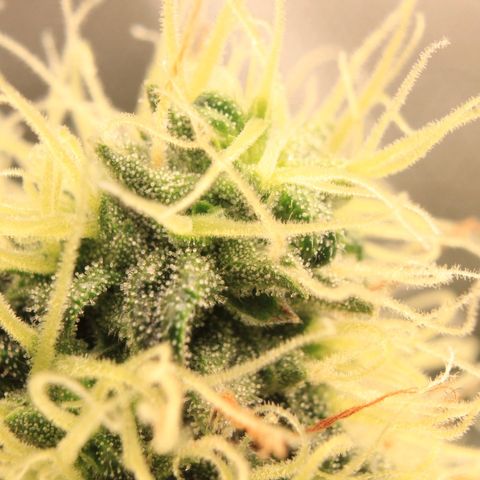 Do-Si-Dos Auto growlog photo: Trichome Show 1