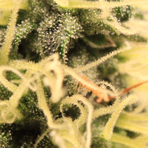 Do-Si-Dos Auto growlog photo: Trichome Show 1