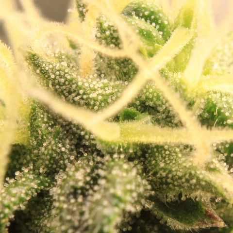 Do-Si-Dos Auto growlog photo: Trichome Show 1