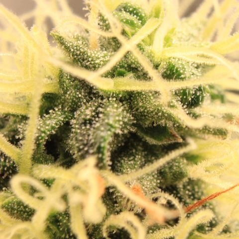 Do-Si-Dos Auto growlog photo: Trichome Show 1