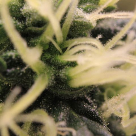 Do-Si-Dos Auto growlog photo: Trichome Show 2