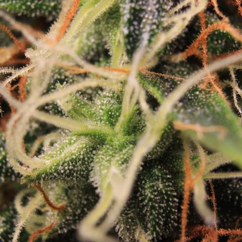 Do-Si-Dos Auto growlog photo: Trichome Show 2