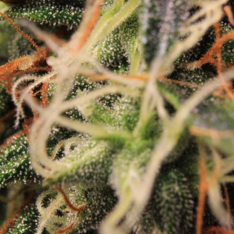 Do-Si-Dos Auto growlog photo: Trichome Show 2