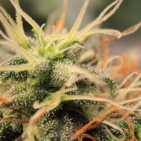 Do-Si-Dos Auto growlog photo: Trichome Show 2