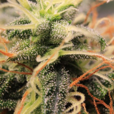 Do-Si-Dos Auto growlog photo: Trichome Show 2