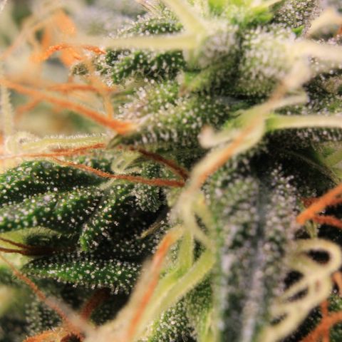 Do-Si-Dos Auto growlog photo: Trichome Show 2