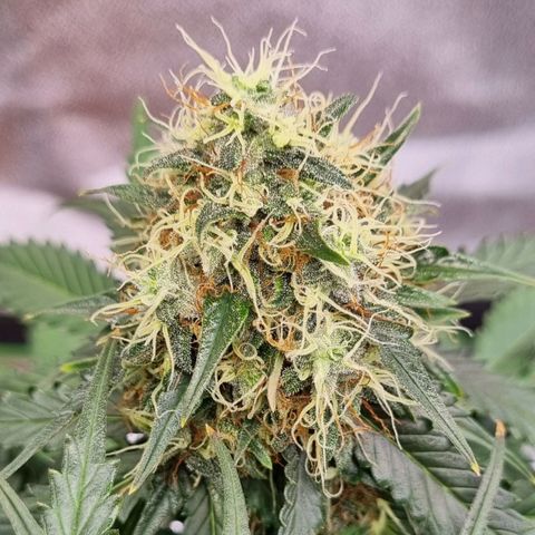 Do-Si-Dos Auto growlog timeline photo