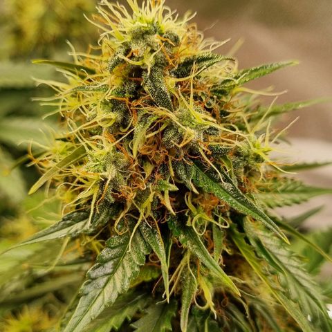 Do-Si-Dos Auto growlog timeline photo