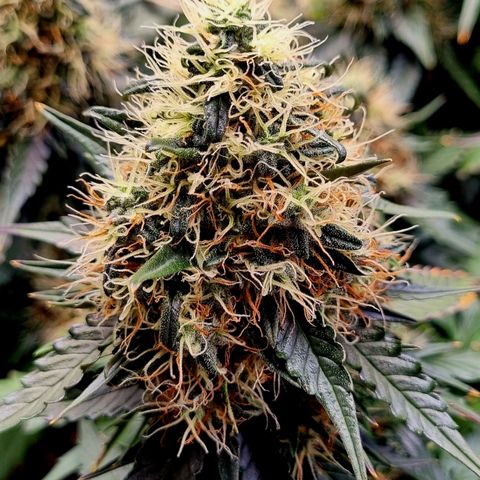 Do-Si-Dos Auto growlog timeline photo