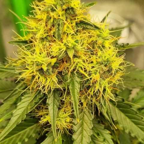 Do-Si-Dos Auto growlog timeline photo