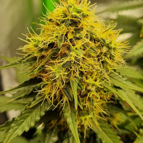 Do-Si-Dos Auto growlog timeline photo