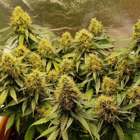 Do-Si-Dos Auto growlog timeline photo