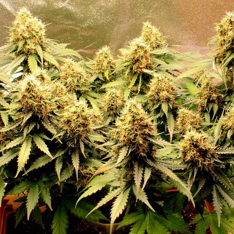 Do-Si-Dos Auto growlog photo: Last week before C-Mas 🤤🤗
