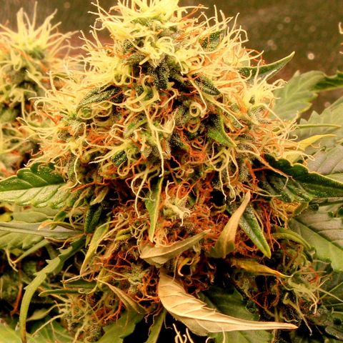 Do-Si-Dos Auto growlog photo: Last week before C-Mas 🤤🤗