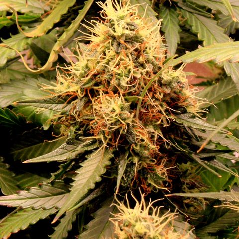 Do-Si-Dos Auto growlog photo: Last week before C-Mas 🤤🤗