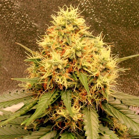 Do-Si-Dos Auto growlog photo: Last week before C-Mas 🤤🤗