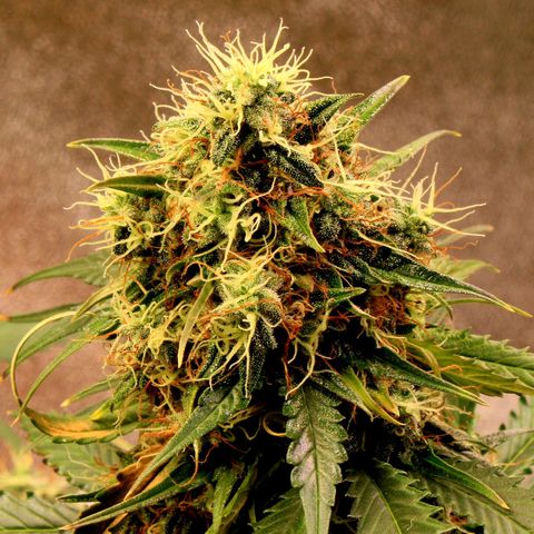 Do-Si-Dos Auto growlog photo: Last week before C-Mas 🤤🤗