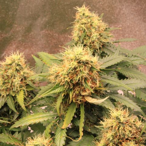 Do-Si-Dos Auto growlog photo: Last week before C-Mas 🤤🤗