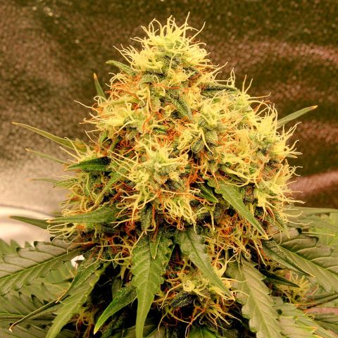 Do-Si-Dos Auto growlog photo: Last week before C-Mas 🤤🤗