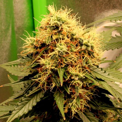 Do-Si-Dos Auto growlog photo: Last week before C-Mas 🤤🤗
