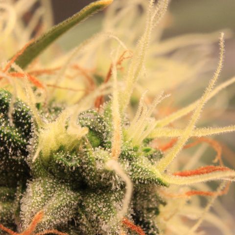 Do-Si-Dos Auto growlog photo: Trichome Show