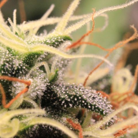 Do-Si-Dos Auto growlog photo: Trichome Show