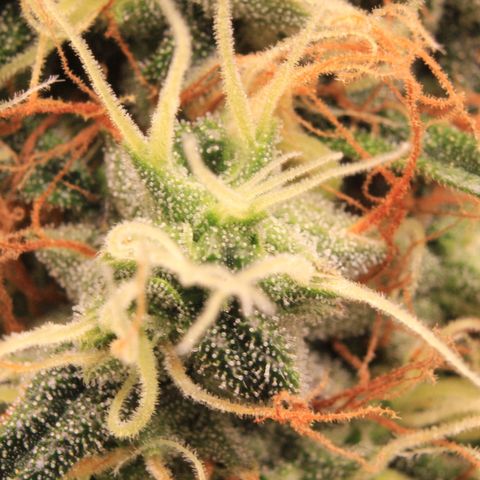 Do-Si-Dos Auto growlog photo: Trichome Show