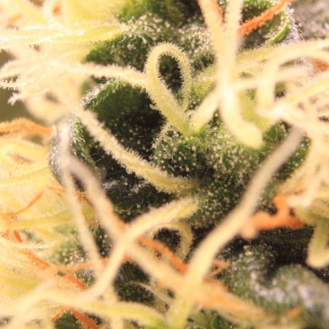 Do-Si-Dos Auto growlog photo: Trichome Show
