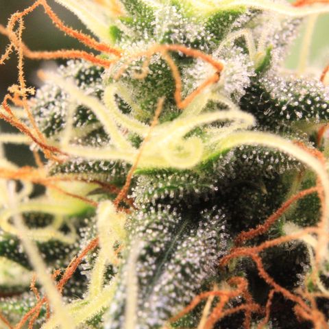 Do-Si-Dos Auto growlog photo: Trichome Show