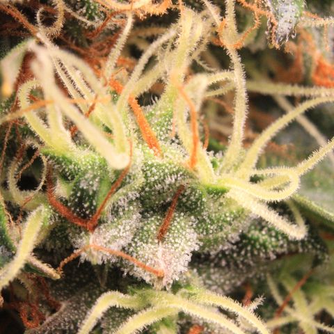 Do-Si-Dos Auto growlog photo: Trichome Show