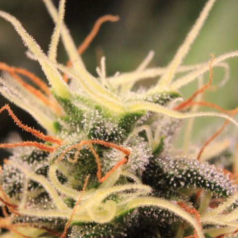 Do-Si-Dos Auto growlog photo: Trichome Show