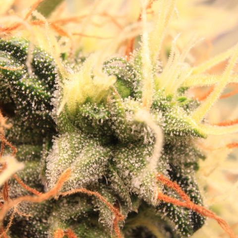 Do-Si-Dos Auto growlog photo: Trichome Show
